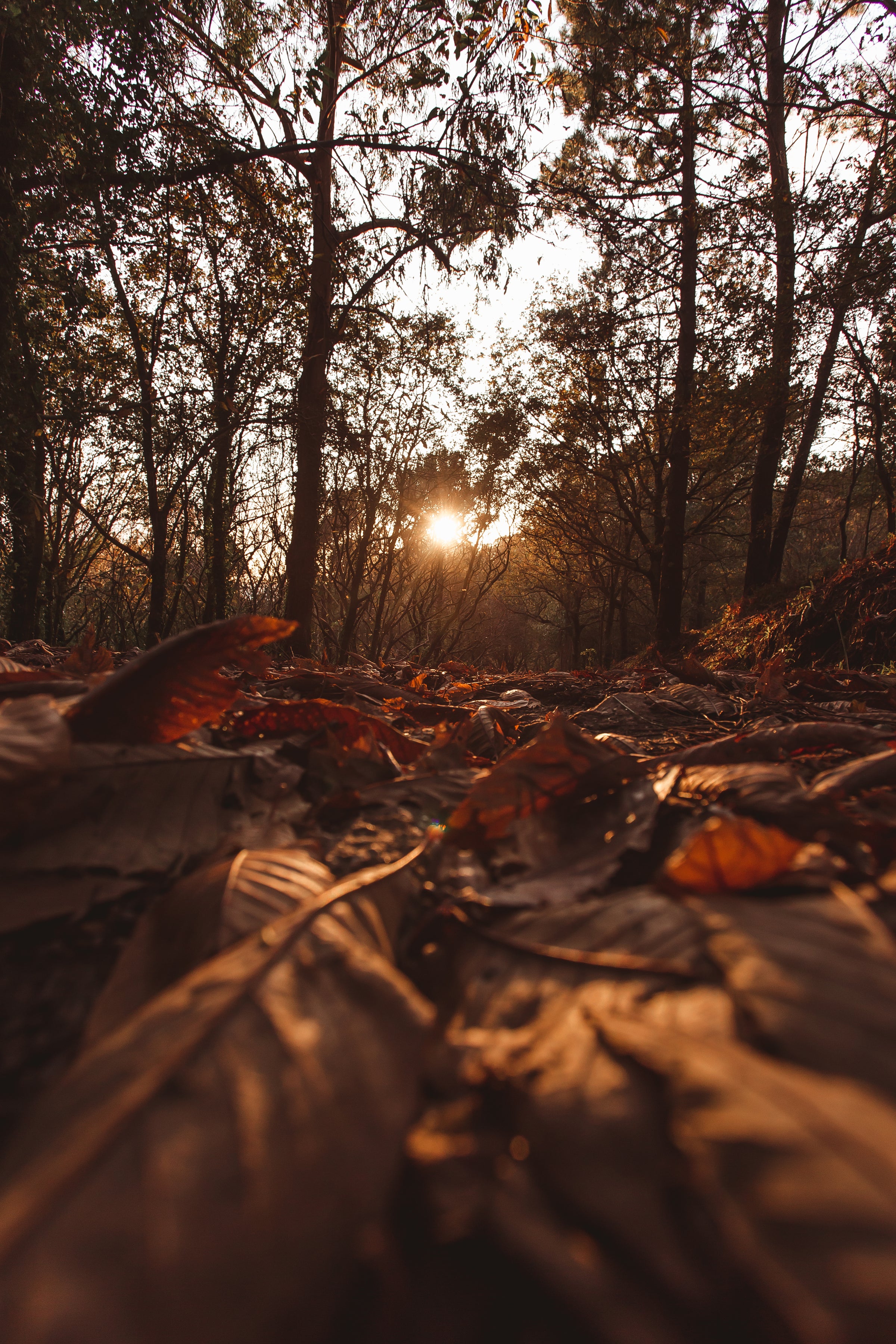 The sun sets on a withering forest. Autumn leaves of red, orange, yellow, and brown cover the ground.